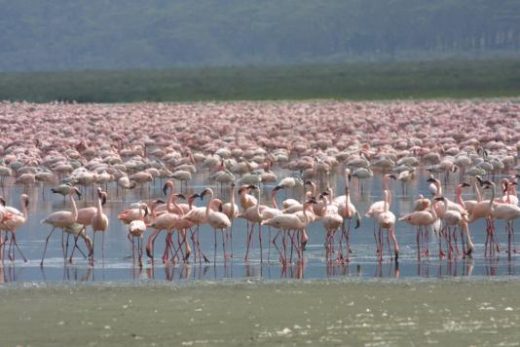 Witness hundreds of thousands of pink flamingos at Lake Nakuru