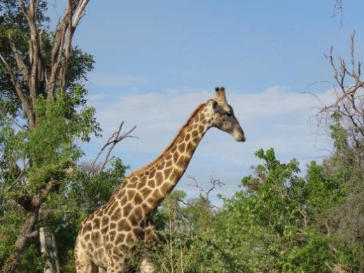 Giraffes can be seen above the tree tops