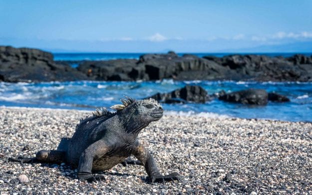 Lizard on beach of Isla Fernandina, Galapagos