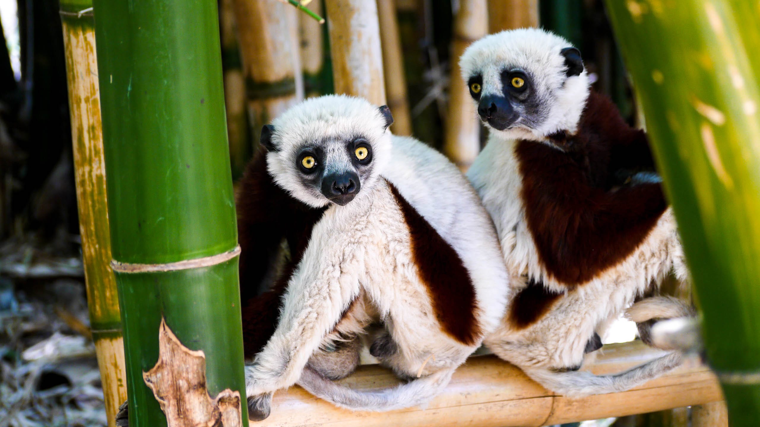Lemurs sit beneath bamboo in Madagascar