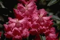 Hike through colorful rhododendron forests