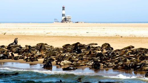 Seals on the beach near Walvis Bay, Namibia