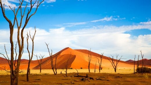 Trees and dunes of Sossusvlei, Namibia