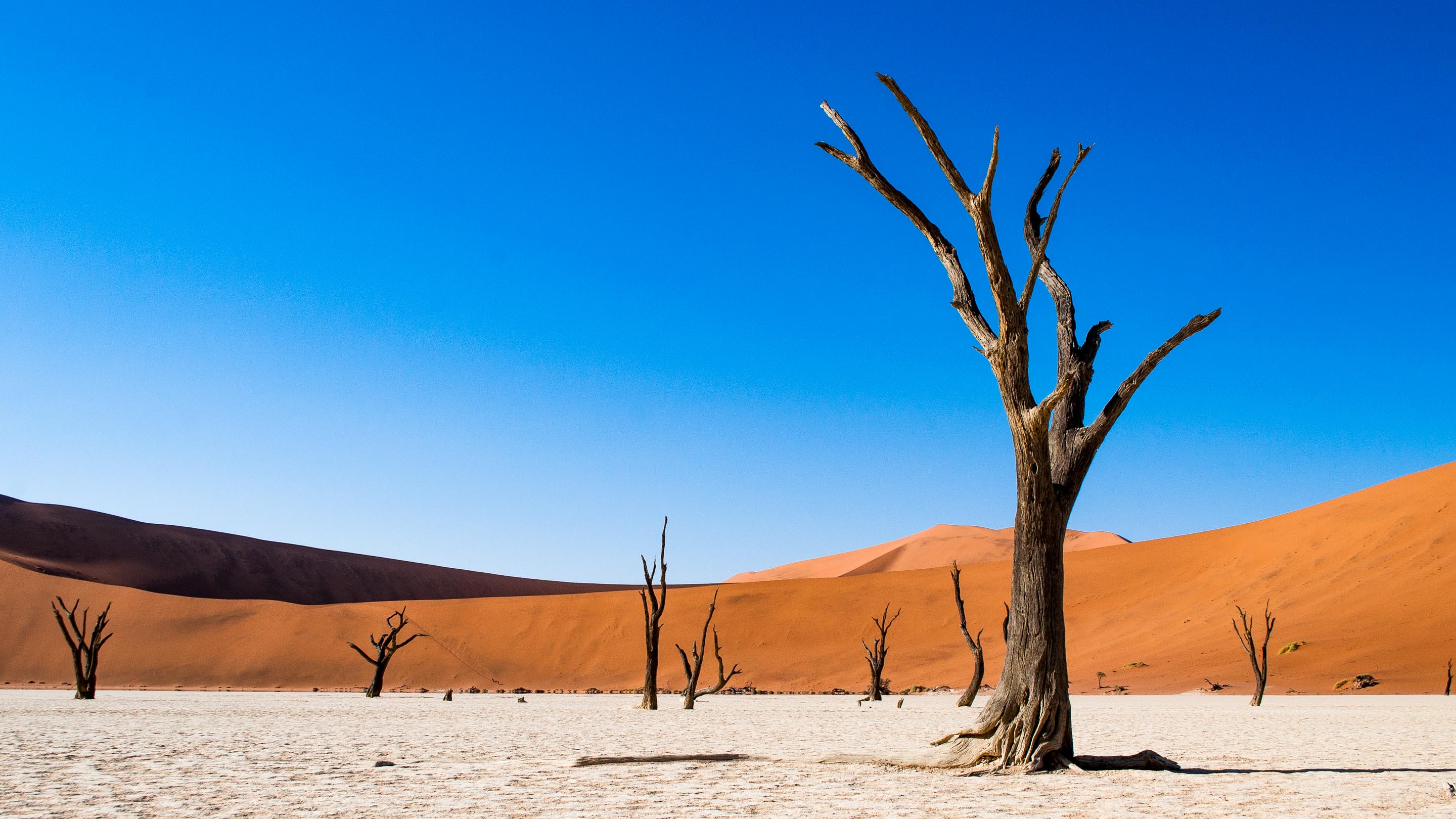 Desert trees in Deadvlei, Namibia